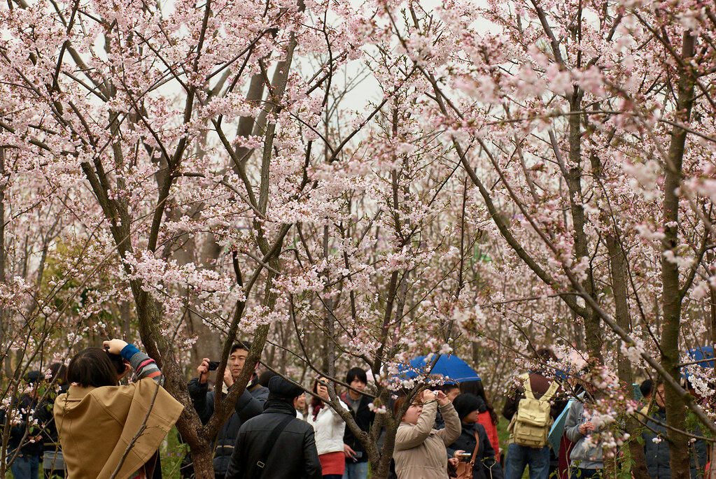 What Happens When You Stop Taking Ozempic? (2026 Guide) Cherry blossom festival!!!!